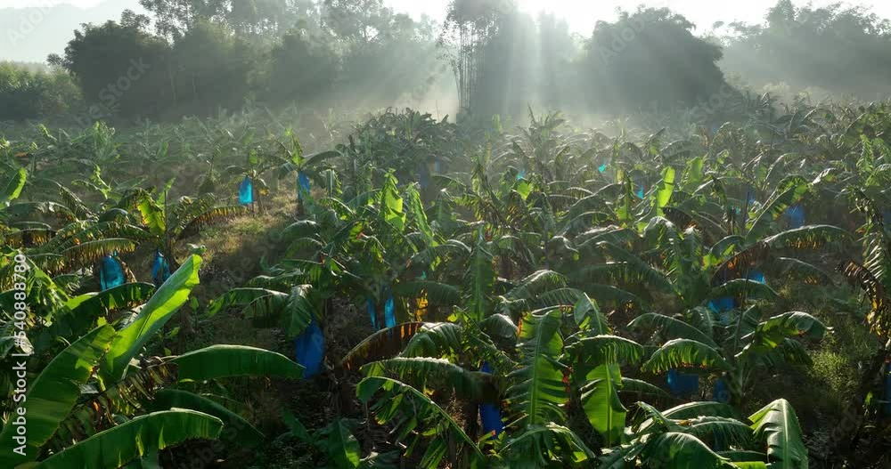 Banana trees growing in field