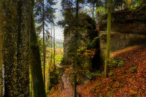 autumn in the woods