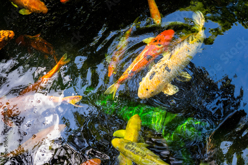 Koi fish swim artificial ponds with a beautiful background