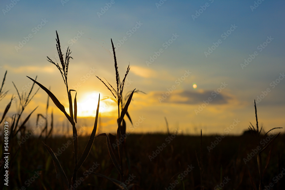 Silhouette of corn plants and evening light