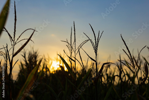 Silhouette of corn plants and evening light