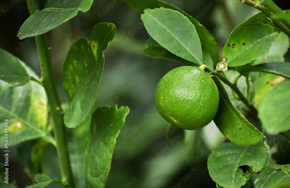 Lime fruit hanging from the branches of Lime tree Lime fruit hanging from the branches of Lime tree