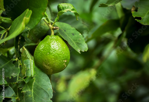 Close up of green lemons grow on the lemon tree in a garden background harvest citrus fruit