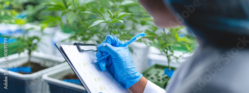 Foto female scientist working for alternative plant medicals research ganja leaf of c