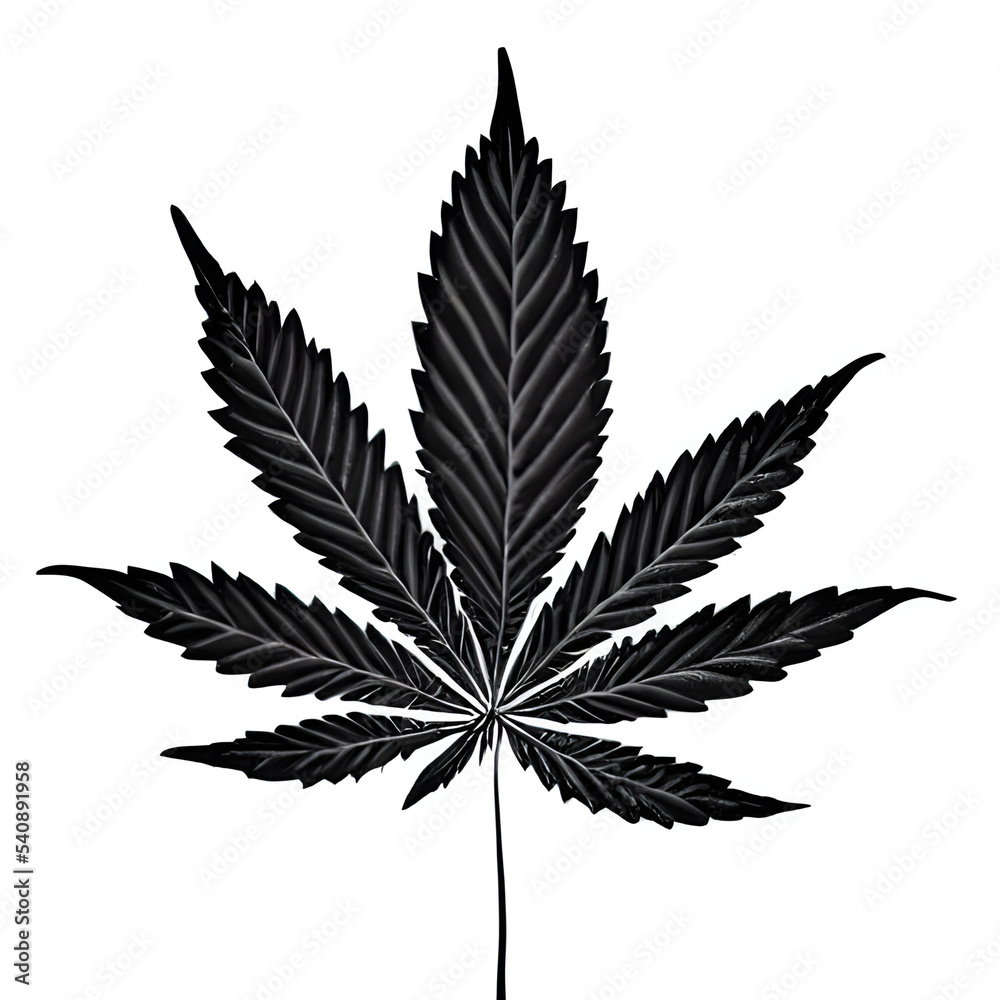 cannabis leaf isolated on white cannabis leaf isolated on white