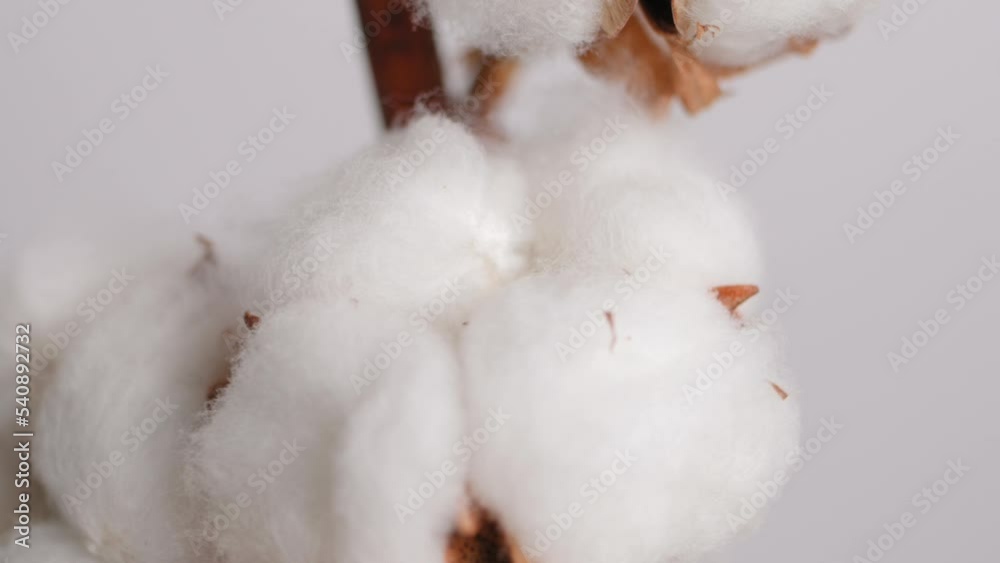 Natural cotton branch with white fluffy flowers rotate on white background close-up. Organic material for the production of fabrics, cotton products, cosmetics. Decorative cotton flower Natural cotton branch with white fluffy flowers rotate on white background close-up. Organic material for the production of fabrics, cotton products, cosmetics. Decorative cotton flower