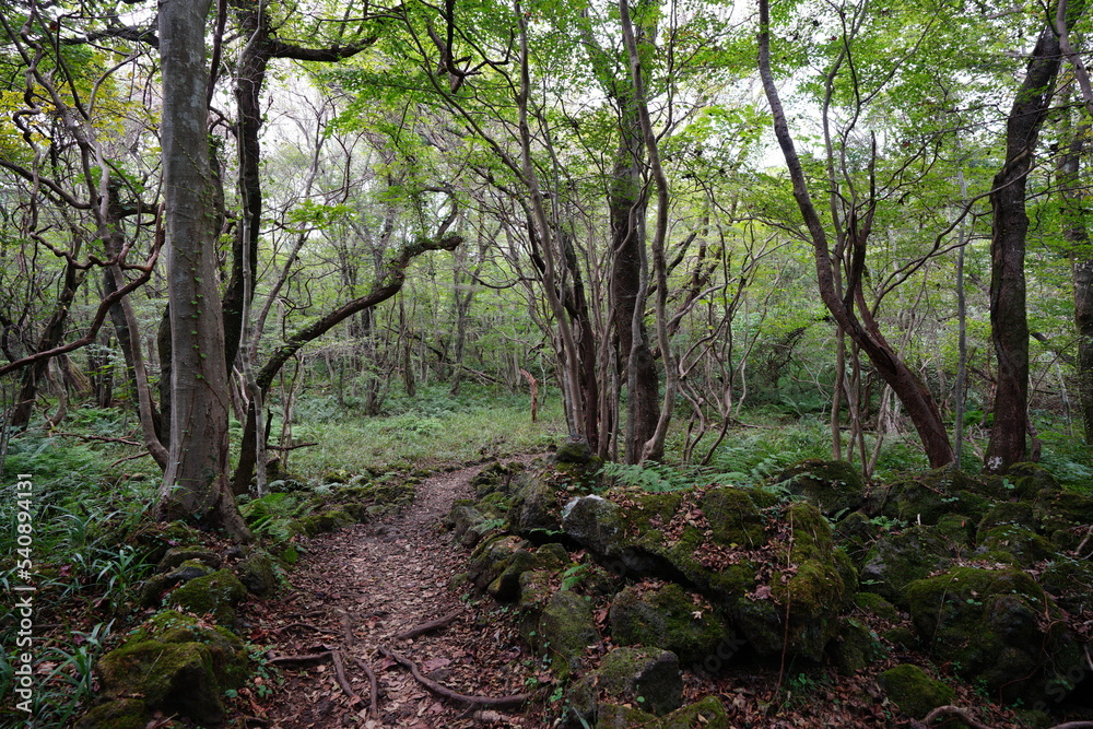old trees in wild forest old trees in wild forest