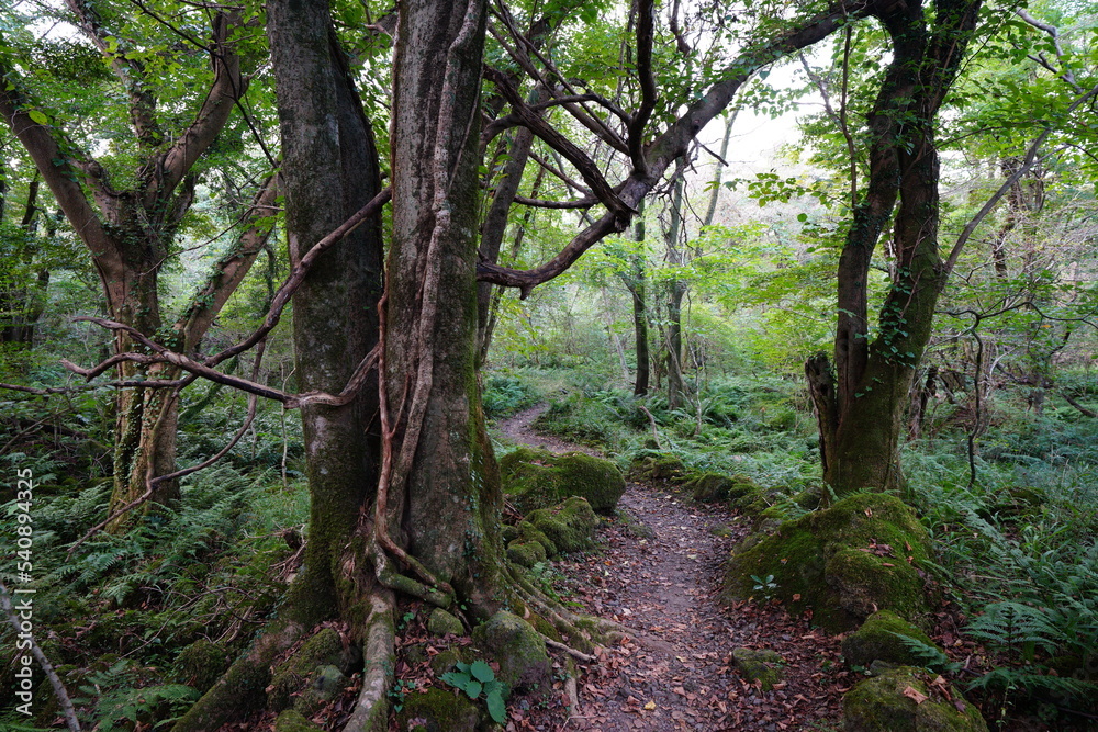 old trees in wild forest old trees in wild forest