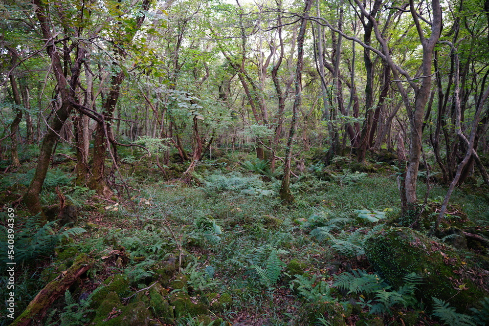 Fototapeta premium thick wild forest in autumn