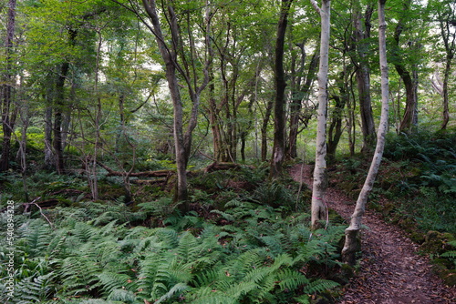 autumn path through dense fern