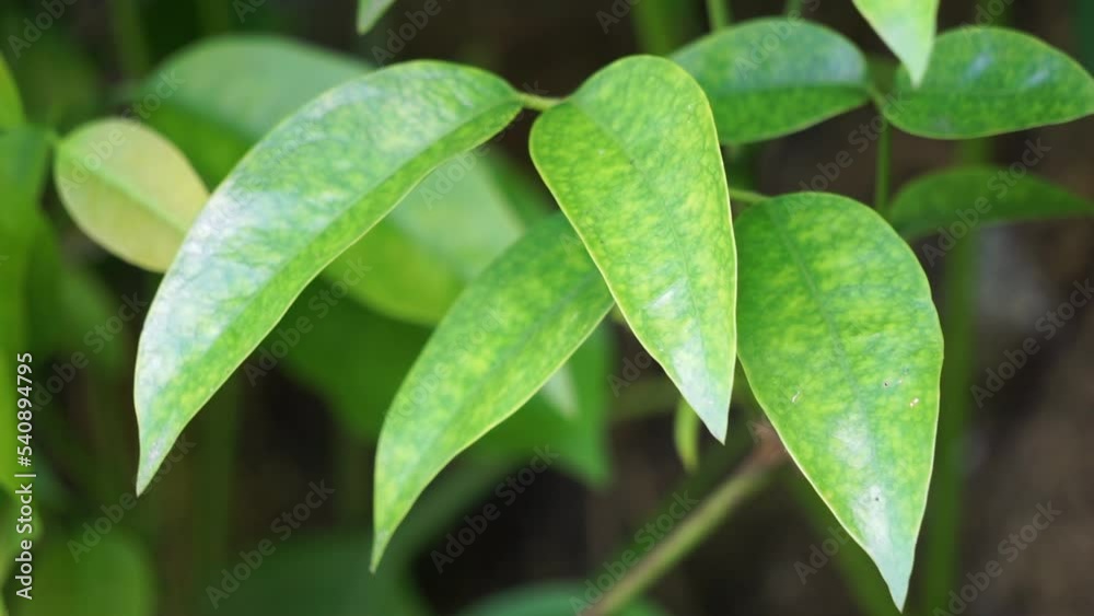 The leaves of gnetum gnemon (also called gnemon, melinjo, belinjo, kuliat, culiat, bago, bigo and padi oats, paddy oats) leaves with a natural background The leaves of gnetum gnemon (also called gnemon, melinjo, belinjo, kuliat, culiat, bago, bigo and padi oats, paddy oats) leaves with a natural background