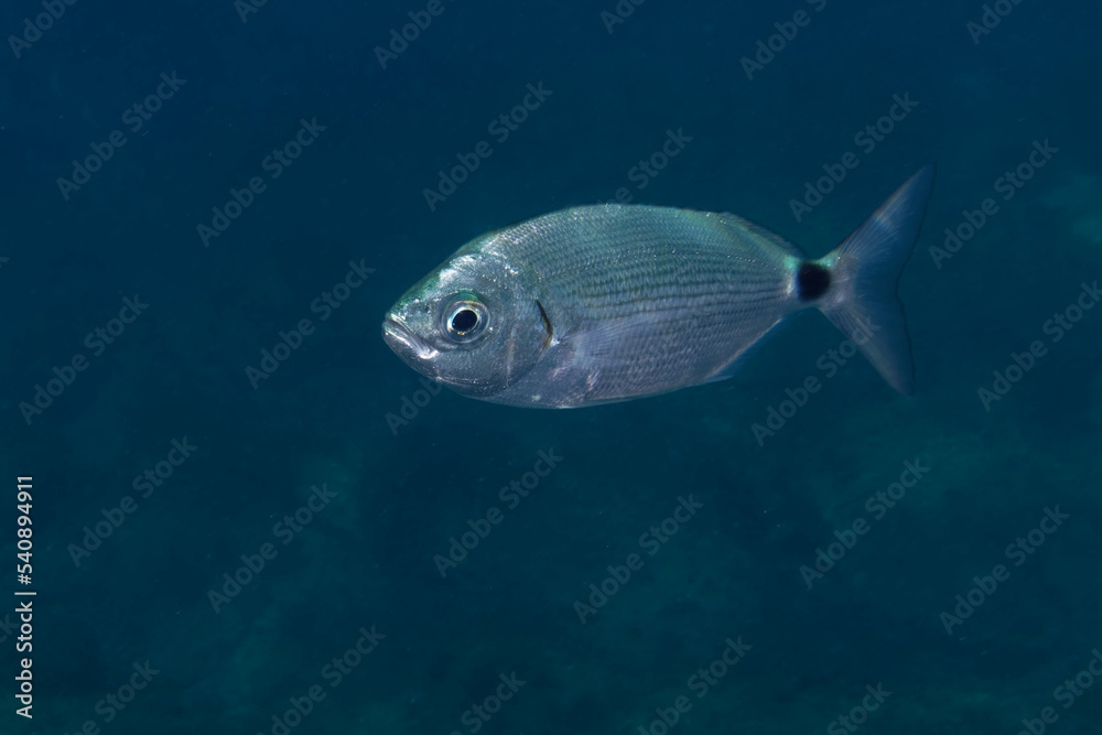 Saddled seabream (oblada melanura) in Mediterranean Sea Saddled seabream (oblada melanura) in Mediterranean Sea