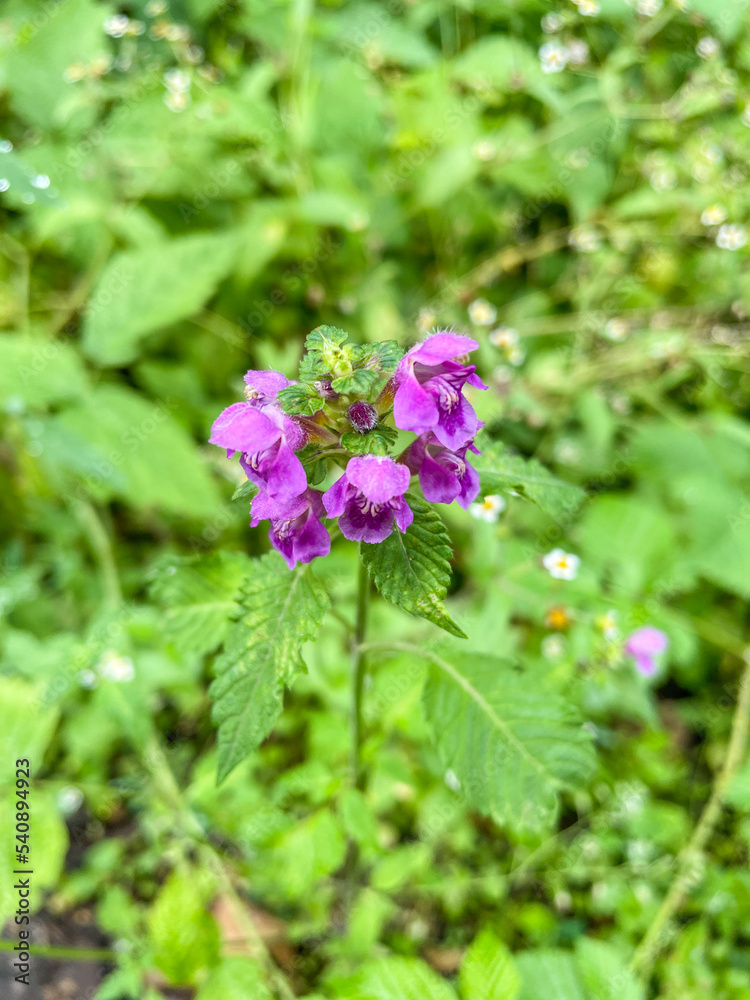 Downy hempnettle