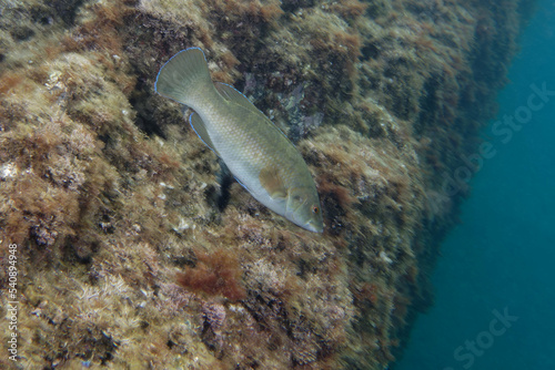 Brown wrasse or Cuckoo wrasse (Labrus merula)