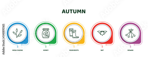 editable thin line icons with infographic template. infographic for autumn concept. included rosa canina, honey, rain boots, bat, rowan icons.