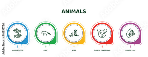 editable thin line icons with infographic template. infographic for animals concept. included japan koi fish, coati, wise, chinese panda bear, bug on leaf icons.