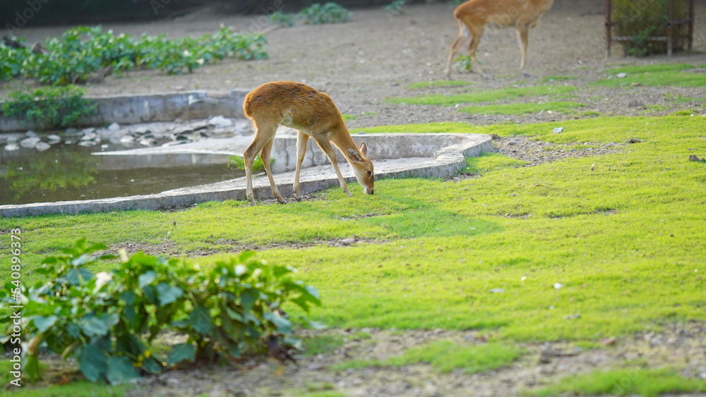 a cute deer eating grass a cute deer eating grass