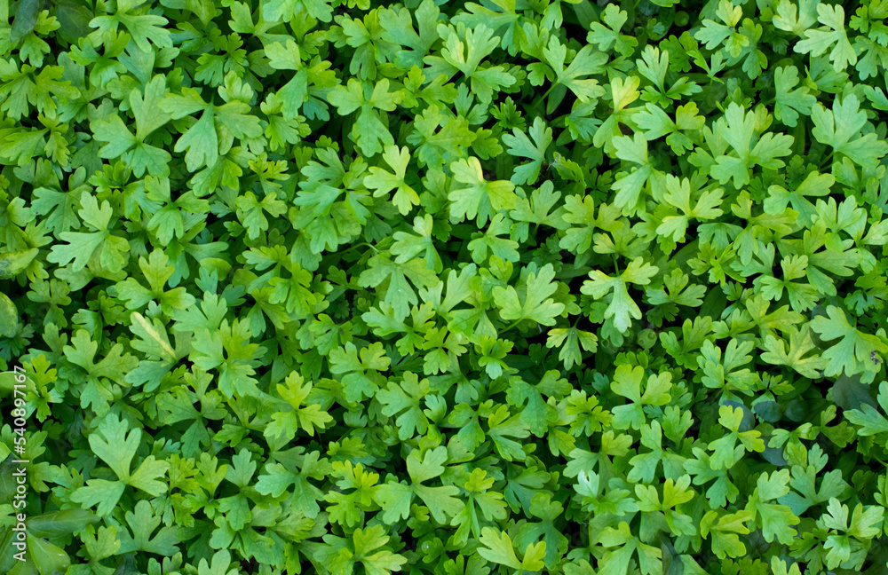 green background, top view of young parsley shoots, organic farming. first early seedlings of fresh greenery in spring, green leaves green background, top view of young parsley shoots, organic farming. first early seedlings of fresh greenery in spring, green leaves