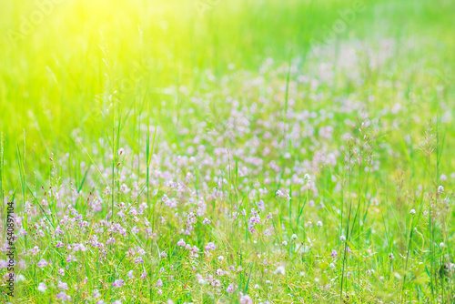 Field of flowers and green grass