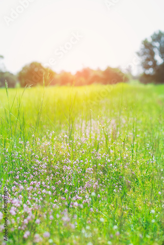 Fototapeta Naklejka Na Ścianę i Meble -  Field of flowers and green grass