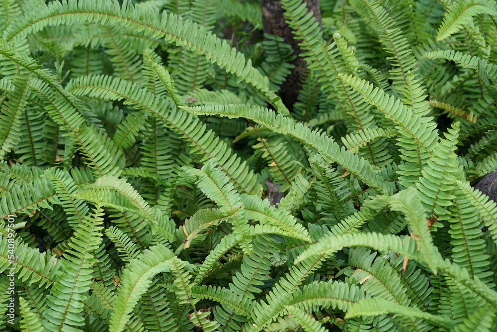Close up of Boston Fern nature background There is space for a wide panoramic web banner design with beautiful wood design. Close up of Boston Fern nature background There is space for a wide panoramic web banner design with beautiful wood design.