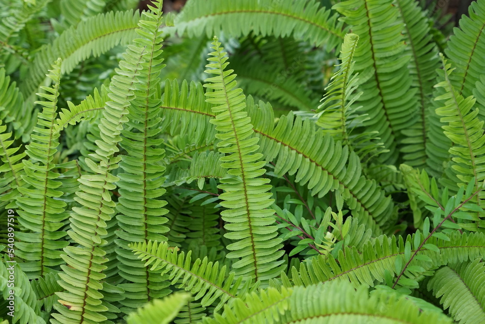 Close up of Boston Fern nature background There is space for a wide panoramic web banner design with beautiful wood design.