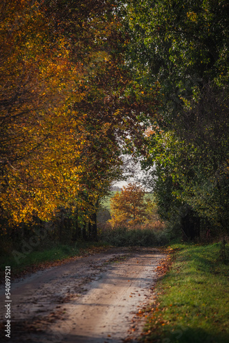 Jesienny krajobraz z drogą. 