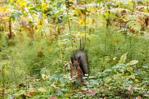autumn squirrels