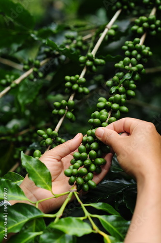 Close Up Farmer's hand harvesting Arabica coffee plants on coffee trees, Nan Province, Northern Thailand, single-origin coffee beans. special class terminology © photoranger2521