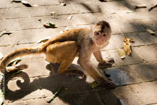 Canvas Print A young capuchin monkey looking at camera expressively