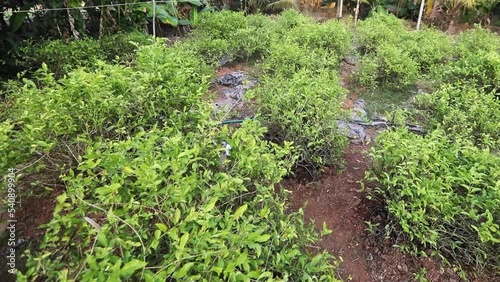 Jasmine flower plants in small field photo