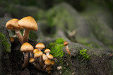 Mushrooms in a forest near tree. Mushrooms and moss, autumn woodland.