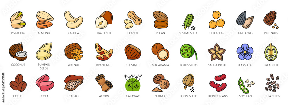 Nuts outline color icons, walnut, almond and cashew seeds, vector peanut and hazelnut. Nuts linear icons of pistachio, macadamia and pecan, food snack coconut, brazil nut and beans or sesame seeds - obrazy, fototapety, plakaty 