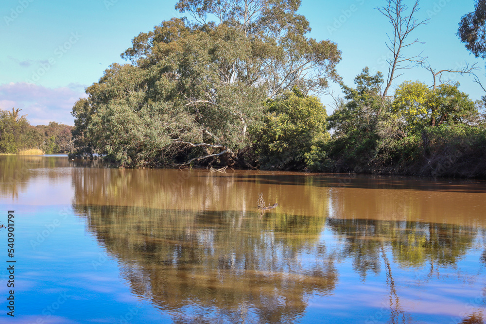 eucalyptus trees on werribee river with reflections eucalyptus trees on werribee river with reflections