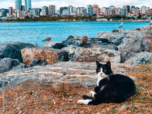 Photography A black and white cat lies on the rocks against the backdrop of a sea of seagull