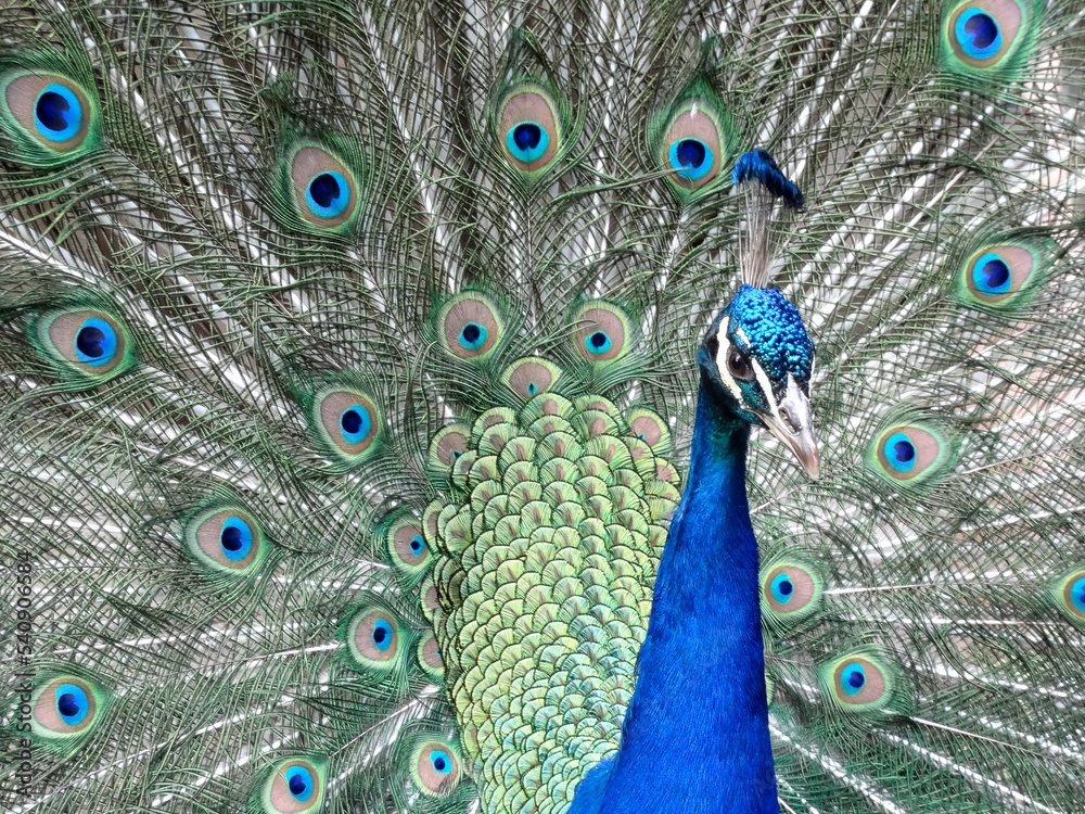 Obraz premium Blue peacock