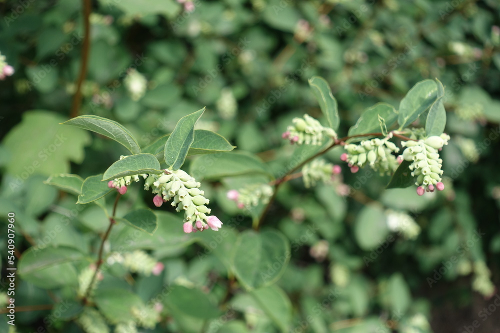 Blossoming branches of Symphoricarpos albus in July Blossoming branches of Symphoricarpos albus in July