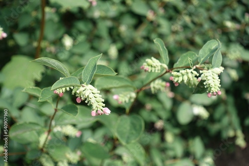 Blossoming branches of Symphoricarpos albus in July