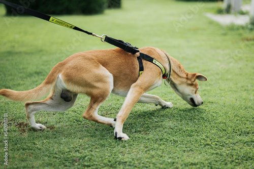 A young brown Thai dog, wearing a collar, walks on the lawn.