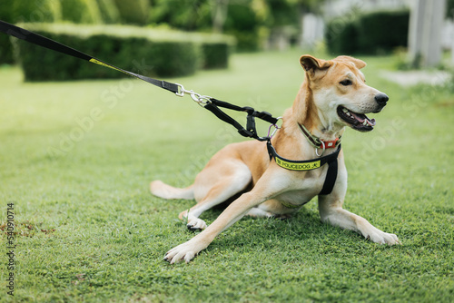 A young brown Thai dog, wearing a collar, walks on the lawn.