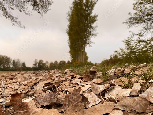 Leaf and tree in autumn