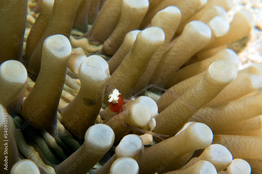 A Mushroom coral Shrimp sheltered in the tentacles of the anemone Boracay Island Philippines A Mushroom coral Shrimp sheltered in the tentacles of the anemone Boracay Island Philippines
