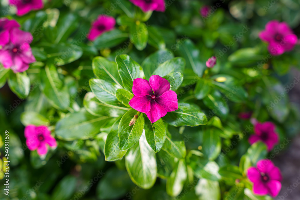 Obraz premium 紫のニチニチソウ