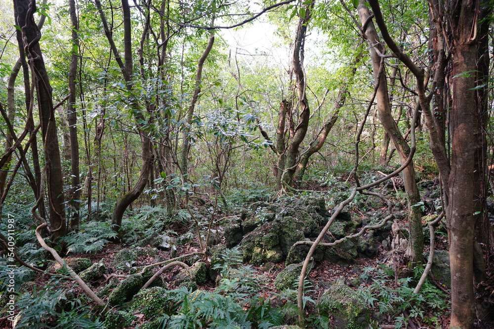 Fototapeta premium mossy rocks and old trees in wild forest