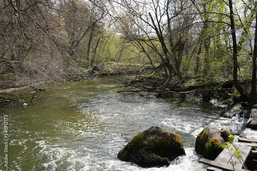 river in the forest