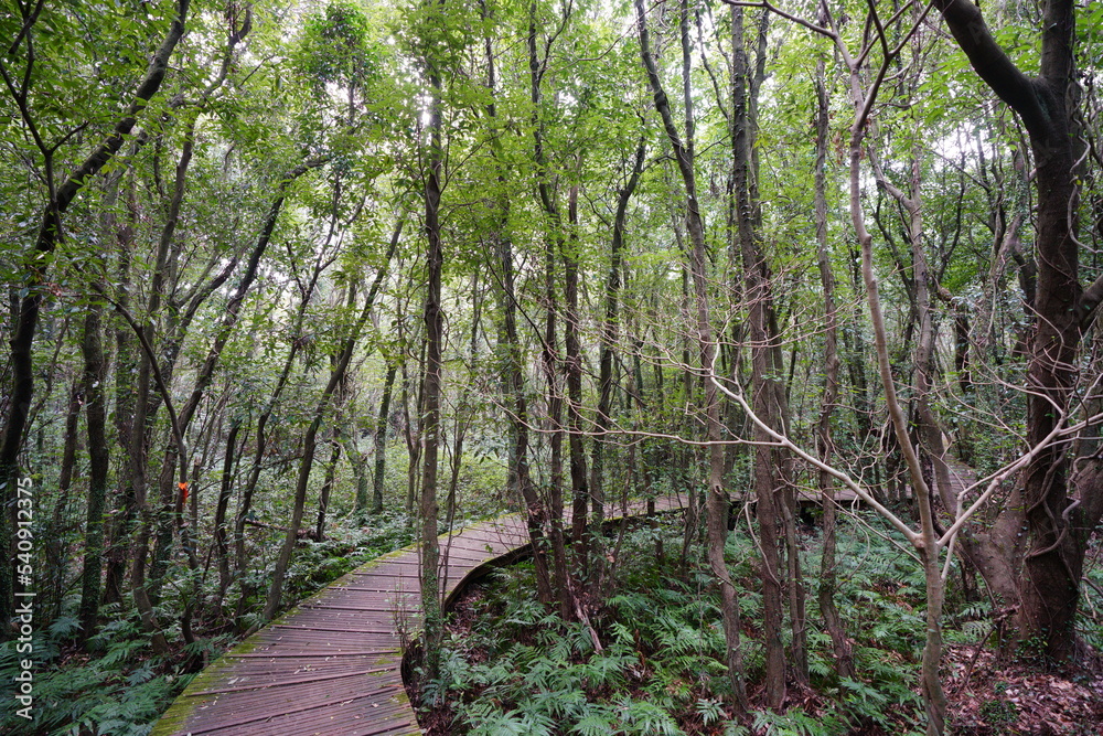 Obraz premium pathway through thick wild forest