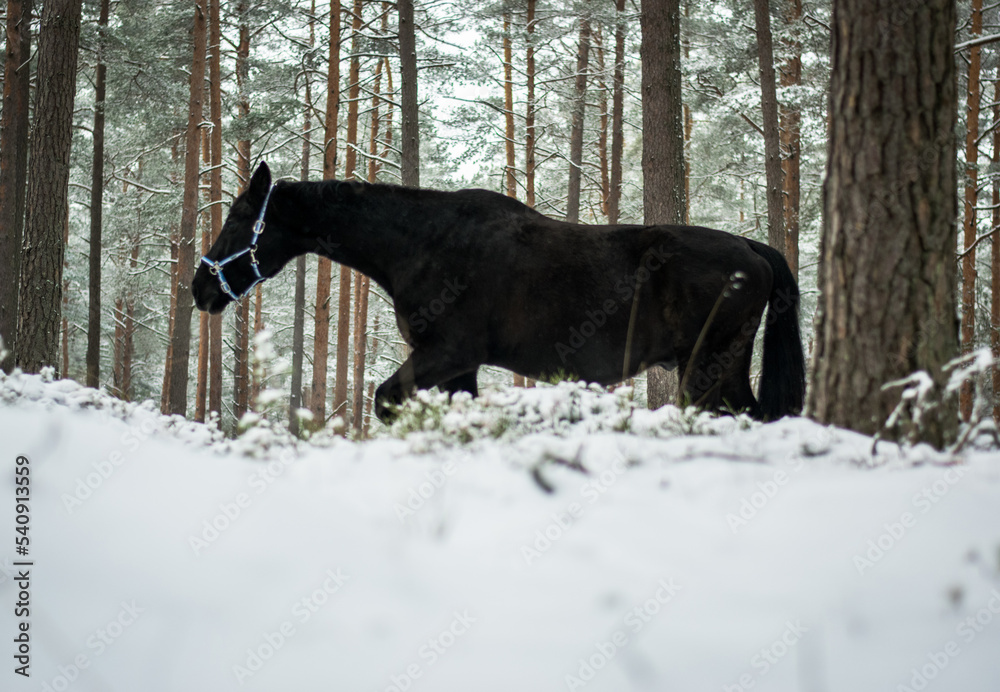 Horse alone in the woods during winter time