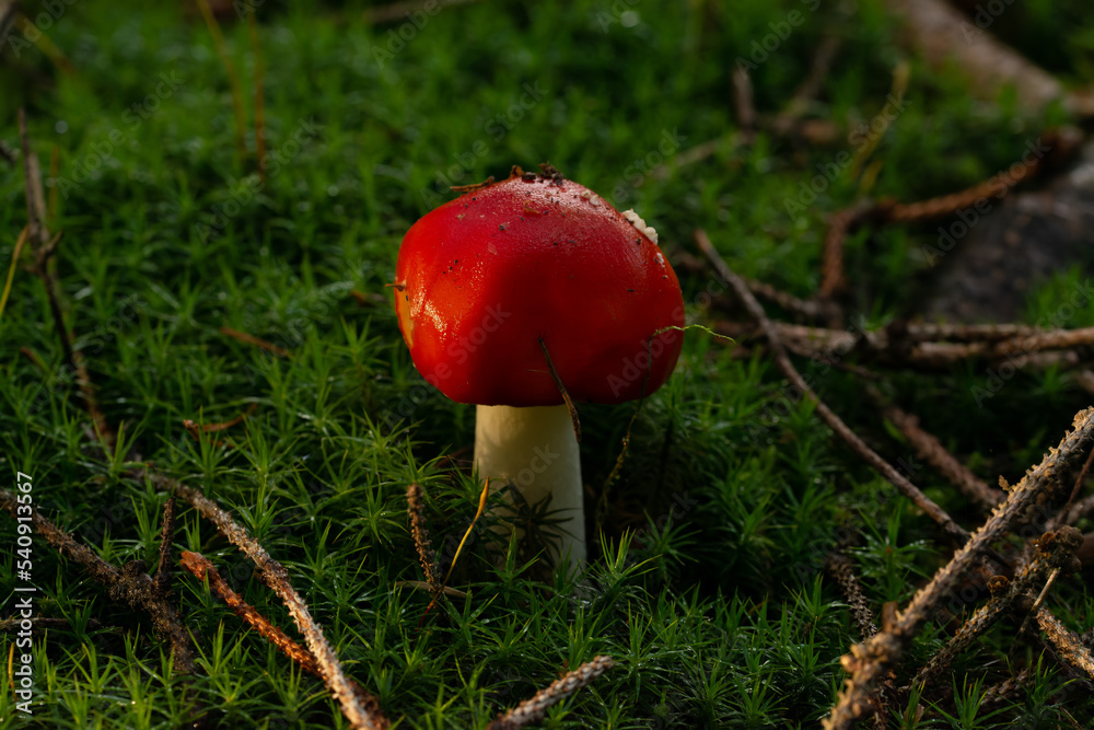 beautiful mushroom in the forest beautiful mushroom in the forest