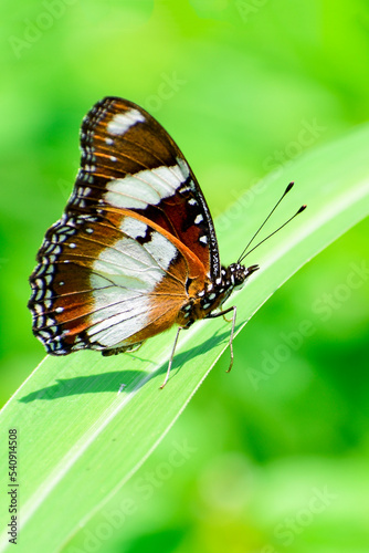 Monarch butterfly on grass leaves in blur background