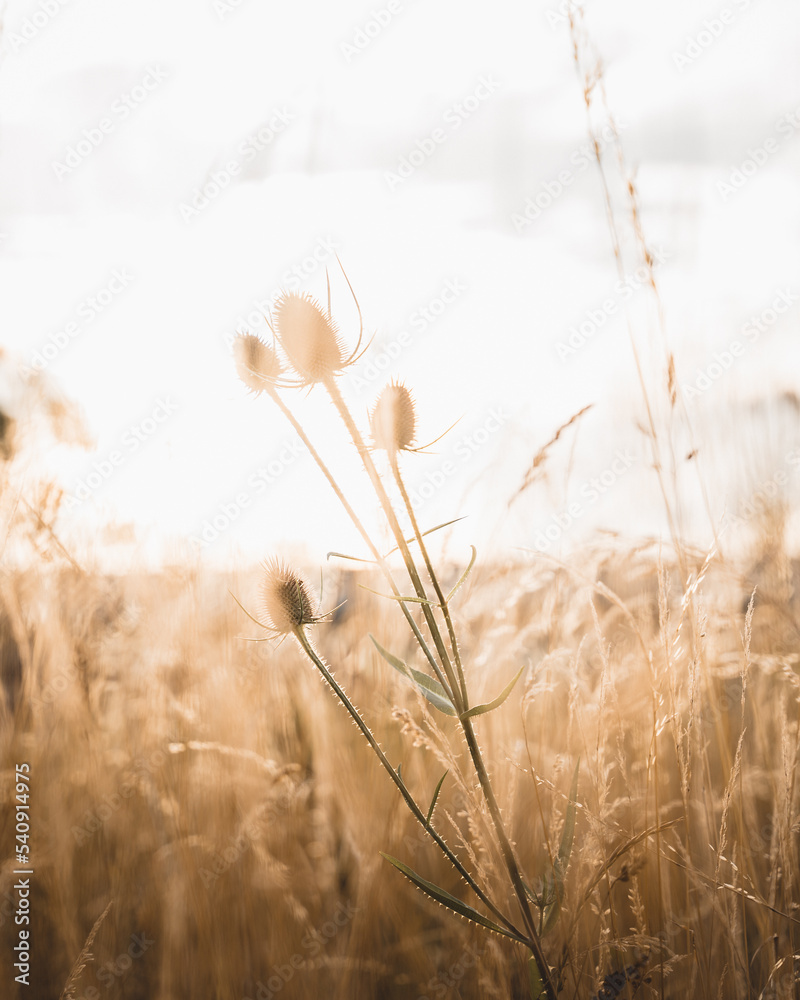 Obraz premium Distel in der Abendsonne